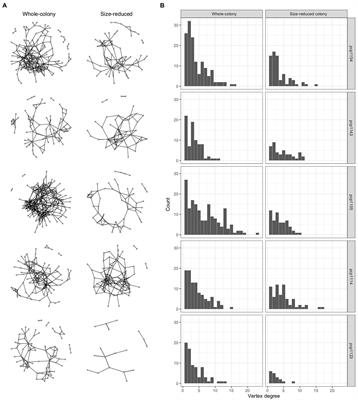 Scaling of ant colony interaction networks